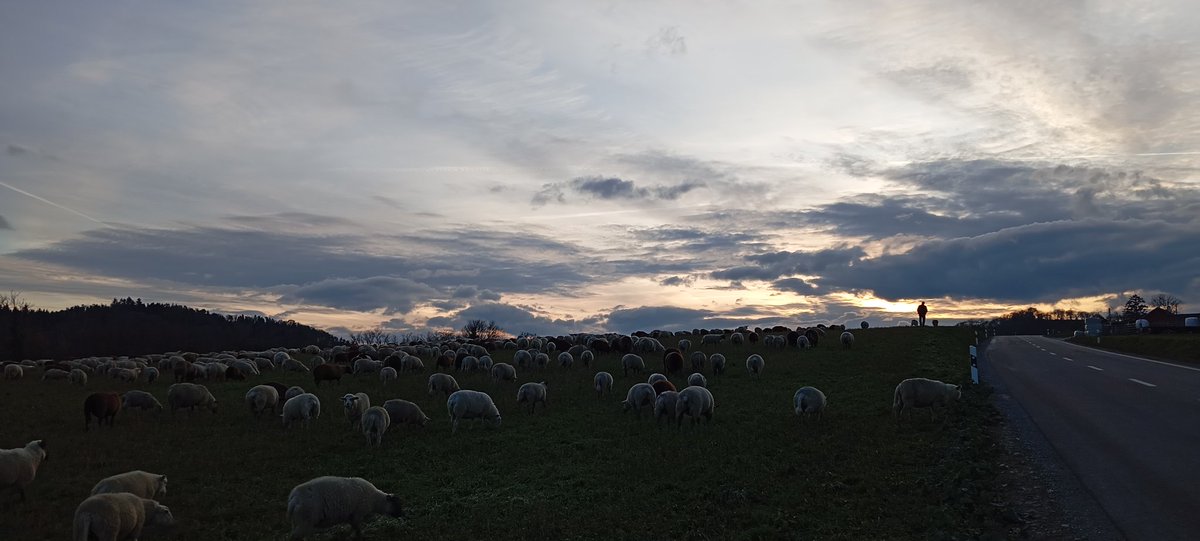 The Cábrer 🪶🏇🏼🐏🐑🐑🐑🐐🐕‍🦺🐕‍🦺🪶 tweet media