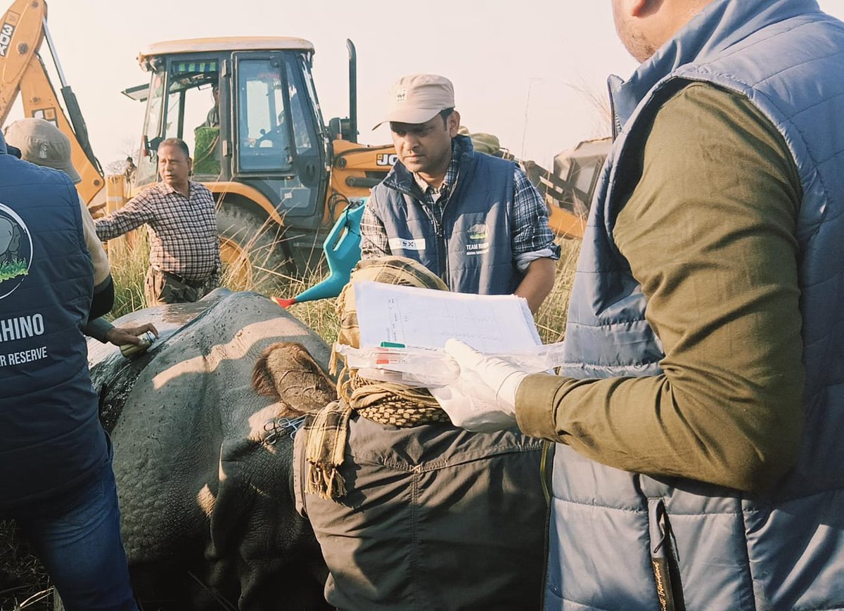 Rhinos collared successfully with @WWF_India, vets, &amp; experts to enhance tracking &amp; conservation strategies. A leap for science-driven protection!
#Unicornreturn
#RhinoConservation

<a href="/moefcc/">MoEF&CC</a>
<a href="/ntca_india/">National Tiger Conservation Authority</a>
<a href="/CMOfficeUP/">CM Office, GoUP</a> <a href="/ifs_lalit/">Lalit.IFS 🇮🇳</a> <a href="/raju2179/">Rengaraju T, IFS</a> <a href="/kaziranga_/">Kaziranga National Park & Tiger Reserve</a> <a href="/down2earthindia/">Down To Earth</a> <a href="/i3masterminds/">Indian Masterminds</a>