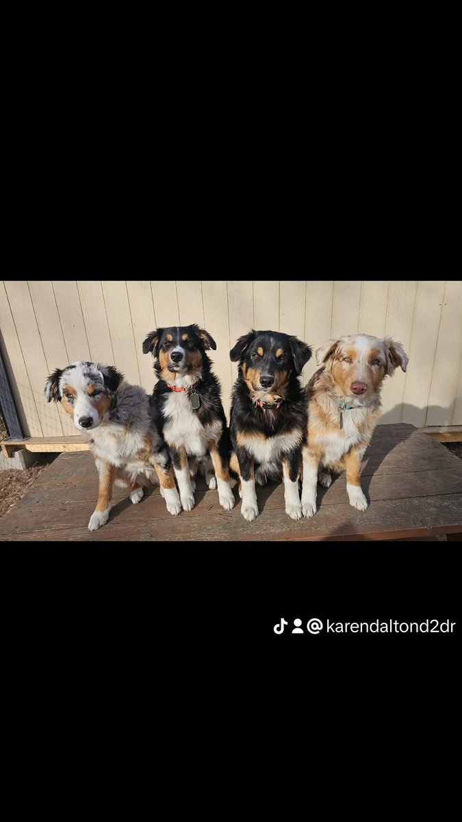 DTDRNPO's tweet photo. This #GivingTuesday.

You can help us train more service dogs for veterans from our next litter. 

https://t.co/hUfrwi1dYT

#TogetherWeCanMakeADifference #DareToDreamAussies #ServiceDogsInTraining #DogsForVets #AustralianShephardPuppies #NeverWalkAlone 🐾🎗🇺🇸🙌 https://t.co/yaORRZjrUi