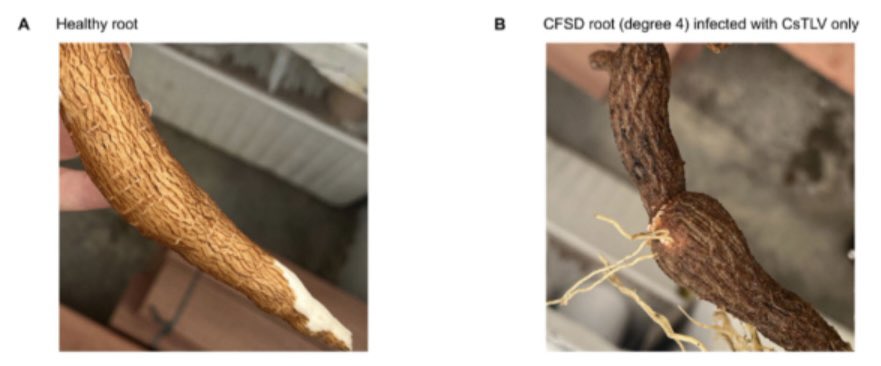 Jenyfer Jiménez Polo (@jejipo) on Twitter photo On #frogskin disease 50-year anniversary we present our work on solving this mystery. Search no more, #torradoviruses explain the symptoms on #cassava roots in the Americas. I’m very happy for this achievement
<a href="/BiovIntCIAT_eng/">Alliance of Bioversity International and CIAT</a> <a href="/USAID/">USAID</a> <a href="/CGIAR/">CGIAR</a>
<a href="/WJCuellar/">Wilmer Cuellar</a>
nature.com/articles/s4159… On #frogskin disease 50-year anniversary we present our work on solving this mystery. Search no more, #torradoviruses explain the symptoms on #cassava roots in the Americas. I’m very happy for this achievement
<a href="/BiovIntCIAT_eng/">Alliance of Bioversity International and CIAT</a> <a href="/USAID/">USAID</a> <a href="/CGIAR/">CGIAR</a>
<a href="/WJCuellar/">Wilmer Cuellar</a>
nature.com/articles/s4159…
