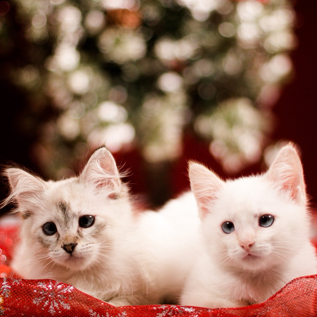 HoustonSPCA's tweet image. Join us for the 36th annual Homes for the Holidays! Festivities kick off today at 10:30 a.m. at Neiman Marcus's holiday window display featuring adorable puppies and kittens. Find your perfect companion, or simply enjoy the seasonal joy! 🎄🐾 #HomefortheHolidays #NeimanMarcus