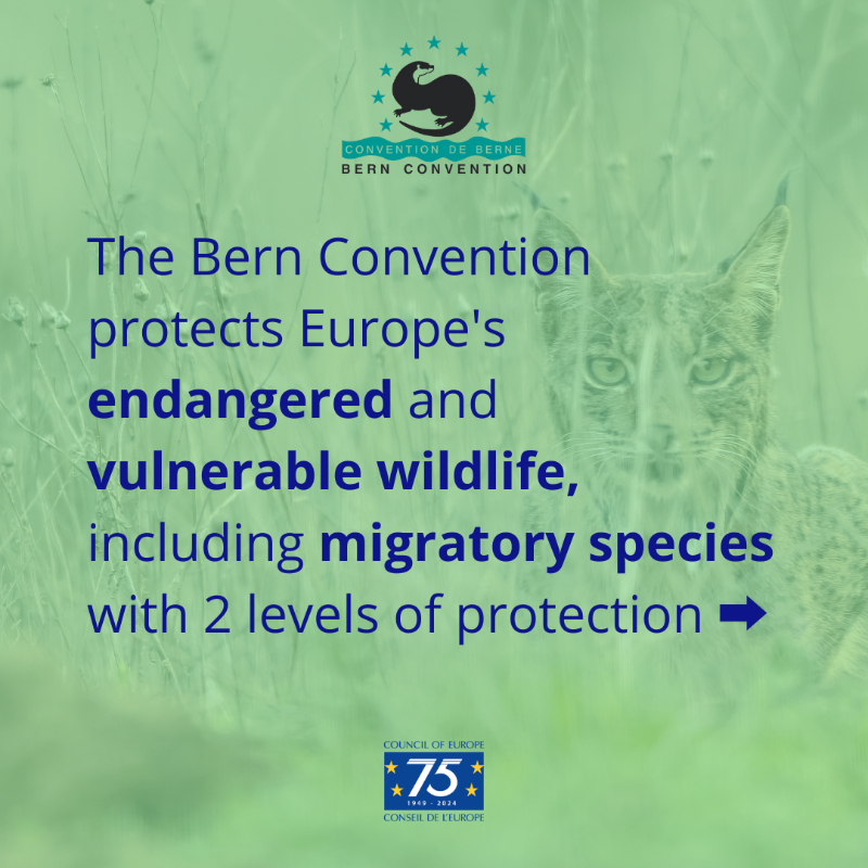 CoE_Environment's tweet photo. #Wellbeing of 👱 humans and 🦝 #WildFauna are inseparable. 
Caring for #biodiversity = better future for humans and #wildlife. 
🦉Learn how the @coe #BernConvention helps protecting biodiversity 👇: 
🔗https://t.co/u0PRh8YSdR