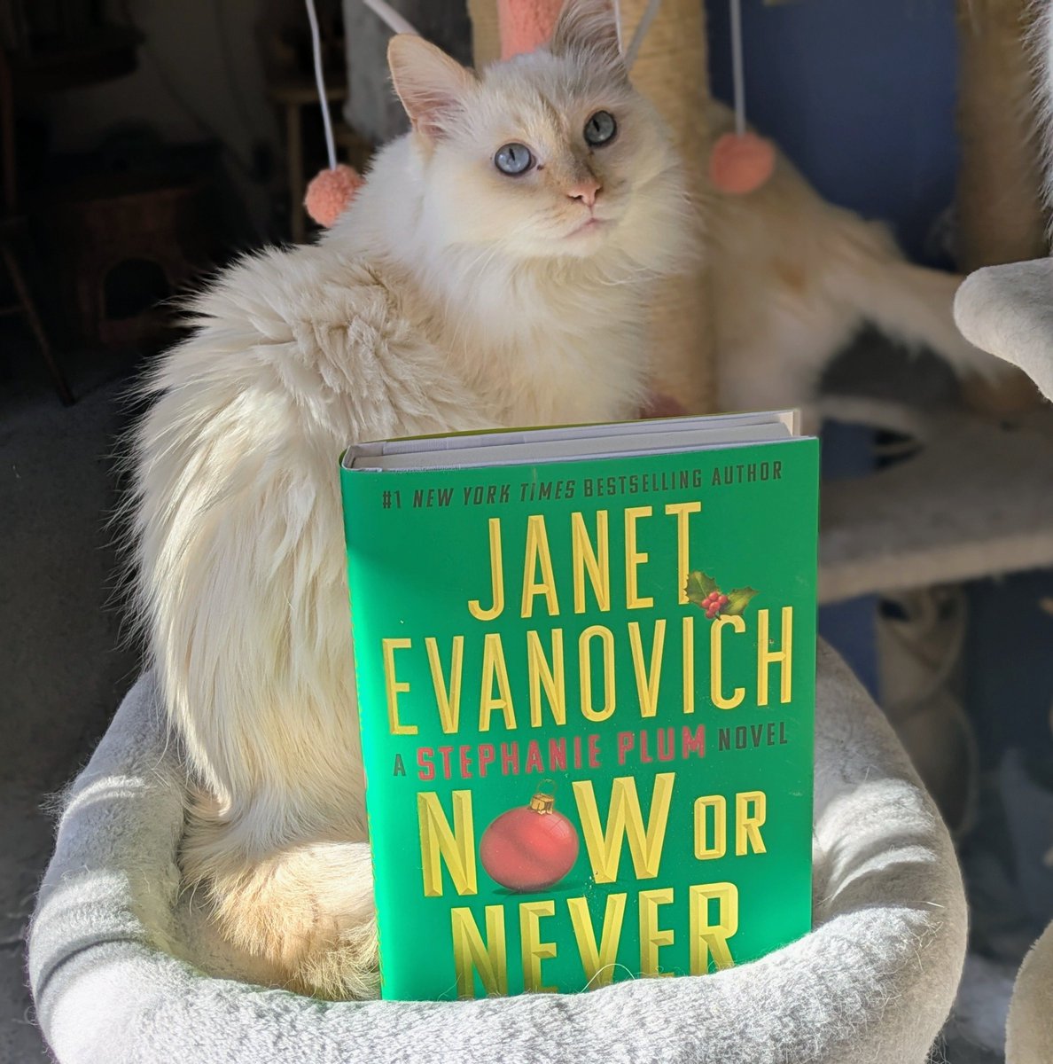 Tad Ottman (@unclet_bag) on Twitter photo I love the Stephanie Plum series, and this is such a great series to read over the holidays. #NoworNever by <a href="/janetevanovich/">Janet Evanovich</a> is going to be a treat, and I can't wait to read. I'm ride or die with Grandma Mazur! #CatsofTwitter I love the Stephanie Plum series, and this is such a great series to read over the holidays. #NoworNever by <a href="/janetevanovich/">Janet Evanovich</a> is going to be a treat, and I can't wait to read. I'm ride or die with Grandma Mazur! #CatsofTwitter