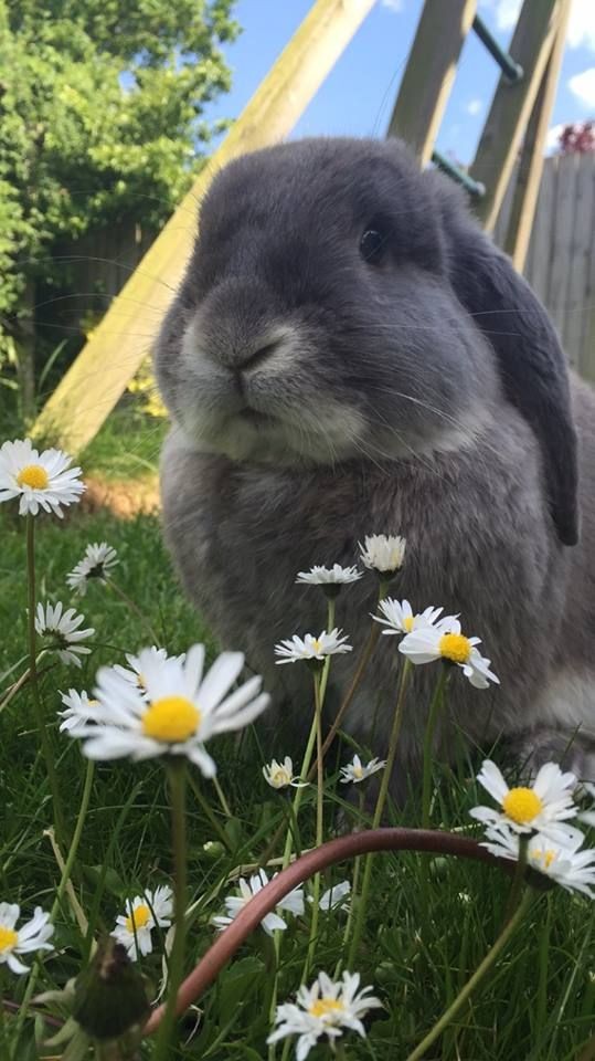 levei o bonito pra passear hoje, olha ele com florzinhas