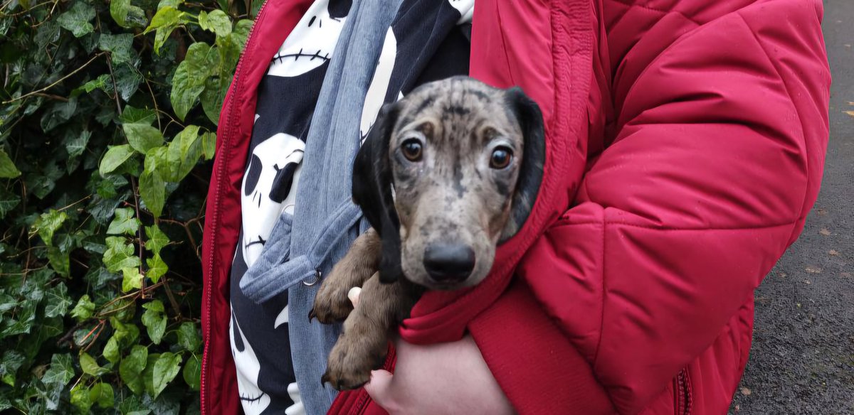 I'm taking an extended break from social media and my YouTube channel over the holiday period. I'll be back in the new year with LOTS of new content. But we're moving (from a 1 bed apt to 1 bedroom in my MIL's house) in Dec and we just got this lil guy. So my hands are full rn!