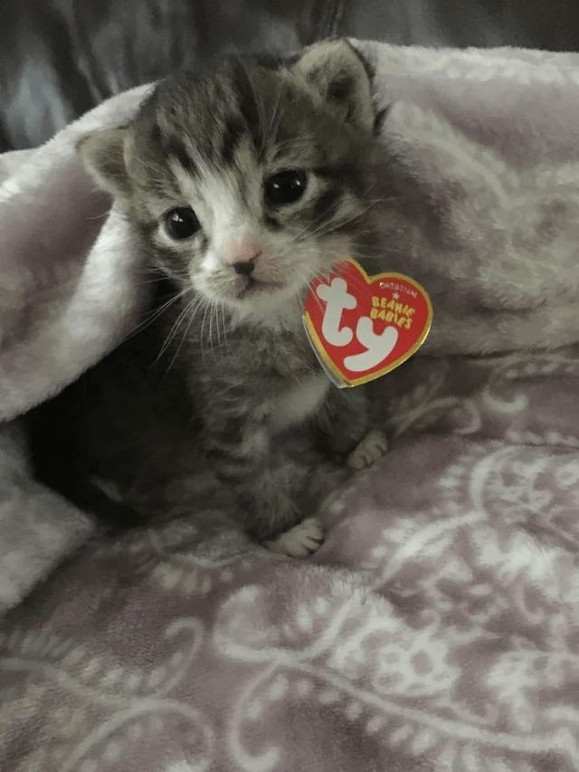 hum binki (alien lord of aliens) tweet media