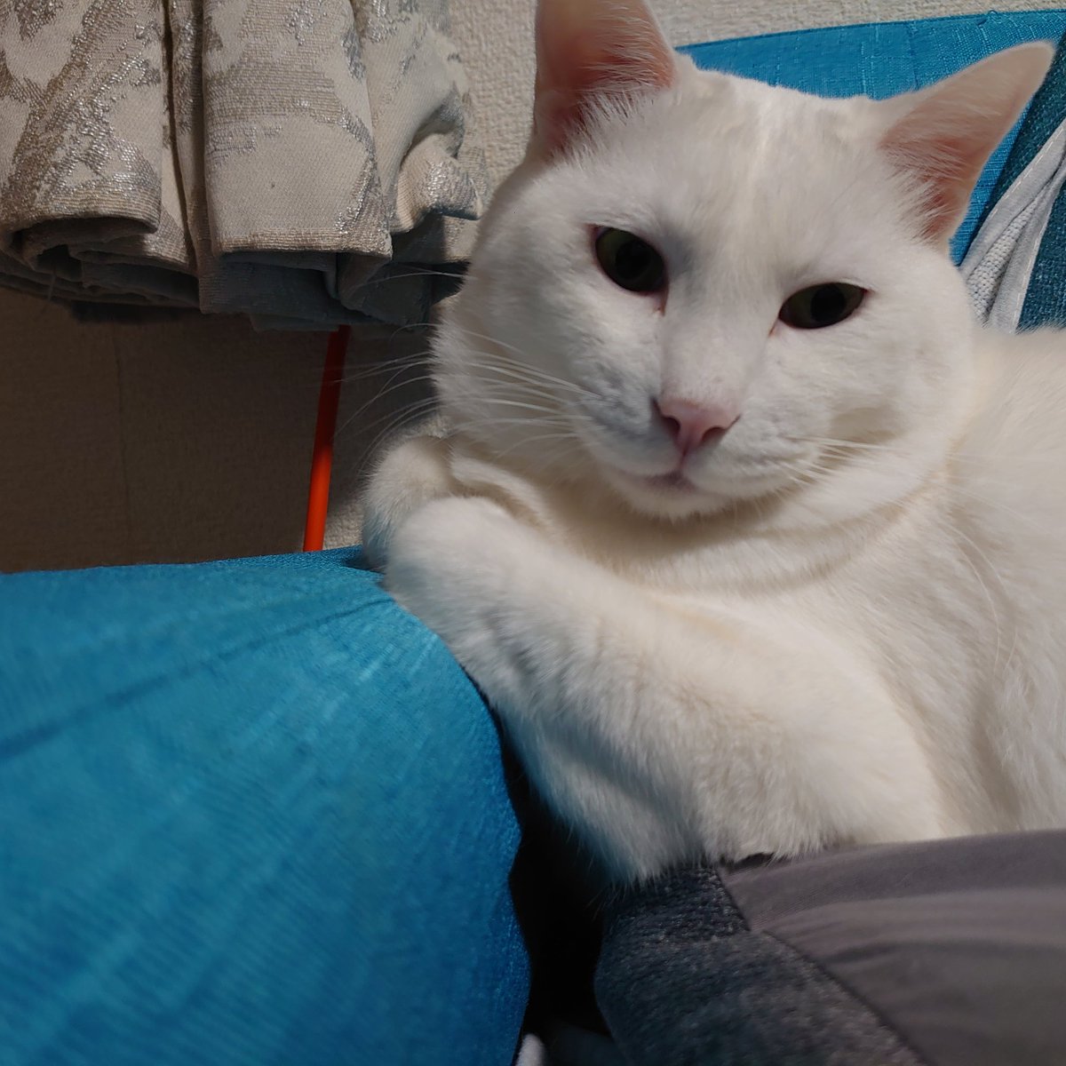 703_stella's tweet photo. こんな斜めの箱座り初めて見た🤣
#今日も猫がかわいい https://t.co/OfWXyhVq1R