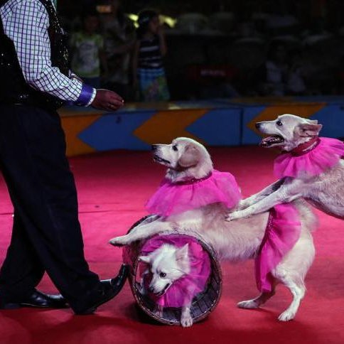 Esto es lo que quieren legalizar PPVOX en la Comunitat Valenciana. Retroceso tras retroceso.

Los circos son maltrato, por mucho que pongan luces de colores.