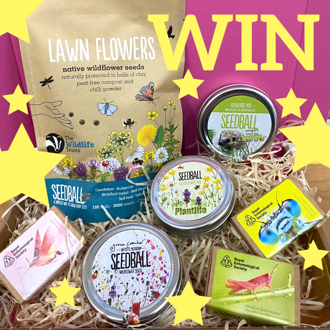 seed_ball's tweet image. ⭐⭐⭐ BLACK FRIYAY GIVEAWAY 
WIN wildflower Seedball charity  goodies, Wildlife Trust Artist's Meadow, Plantlife Mix, PTES Hedgehog Tin, Wildlife Trust Lawn Flowers &amp;amp; RES Seed Box Set!

To enter:
⭐ LIKE &amp;amp; REPOST
🌿 Closes: Sunday 1st Dec 2024 

#SeedballFridayGiveaway