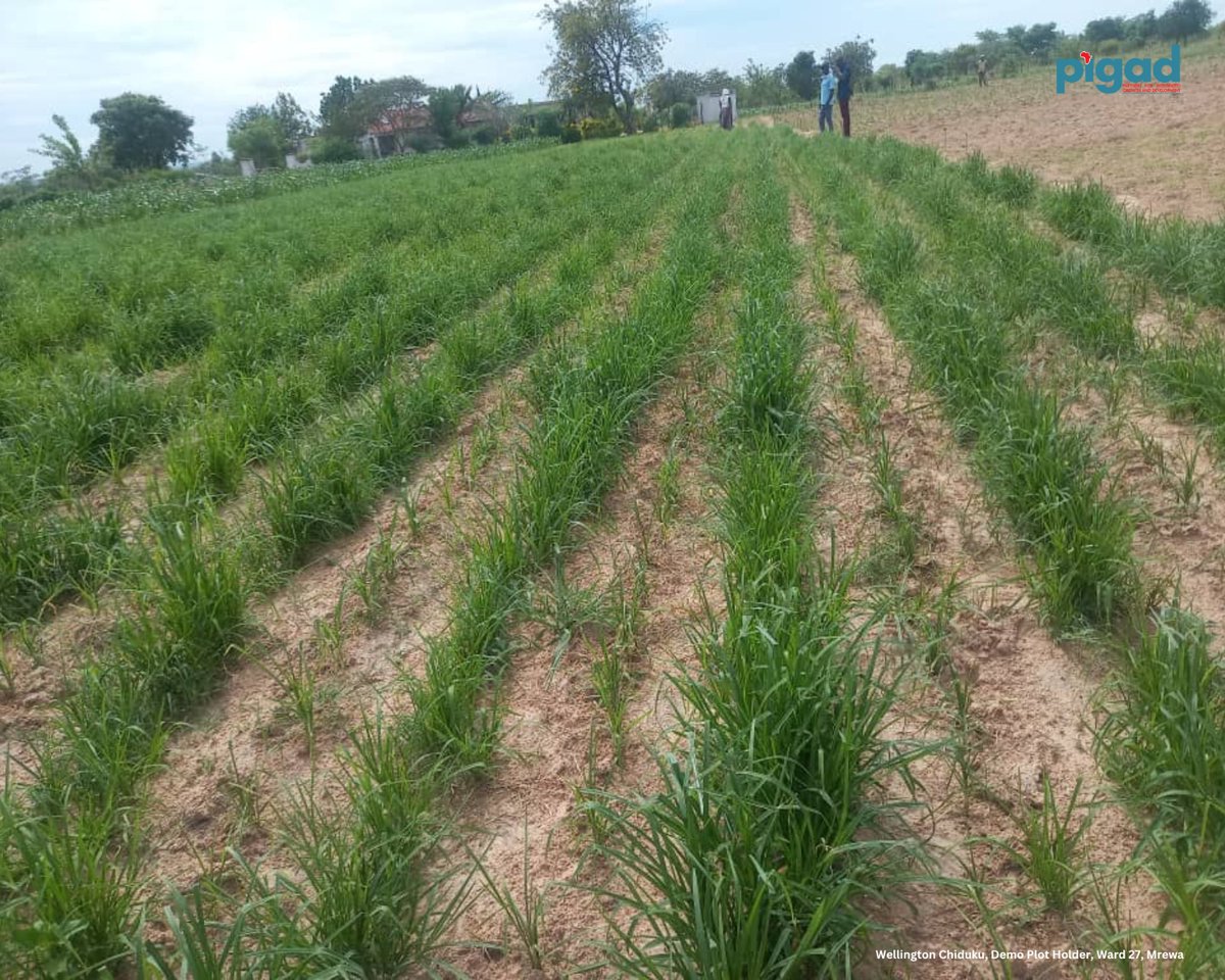 "We are facing challenges with mulching materials; the soil is not fully covered," says Wellington Chiduku, Demo Plot holder from Ward 27, Mrewa. He's planted Red Sunhemp to enhance soil health. Effective mulching is key for moisture retention and weed control.