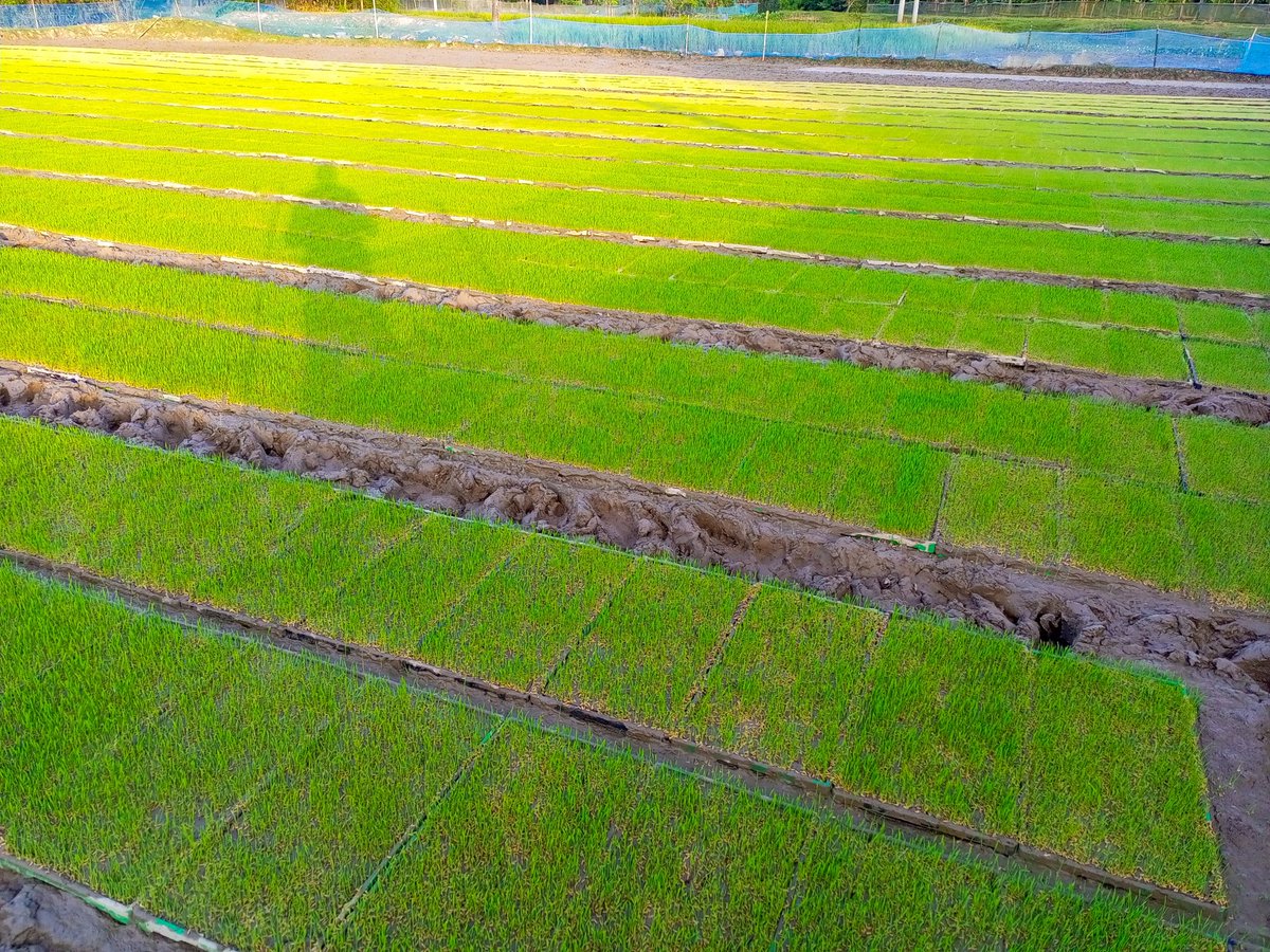 EcoethicsBD's tweet photo. 🌾 The Department of Agriculture is revolutionizing farming in Kulaura, #Moulvibazar with modern seedbed preparation and seed sowing techniques. This initiative helps farmers save time, labor, and costs while promoting #sustainable practices. 🌱
#Agriculture #ModernFarming https://t.co/GF29VnAPS2