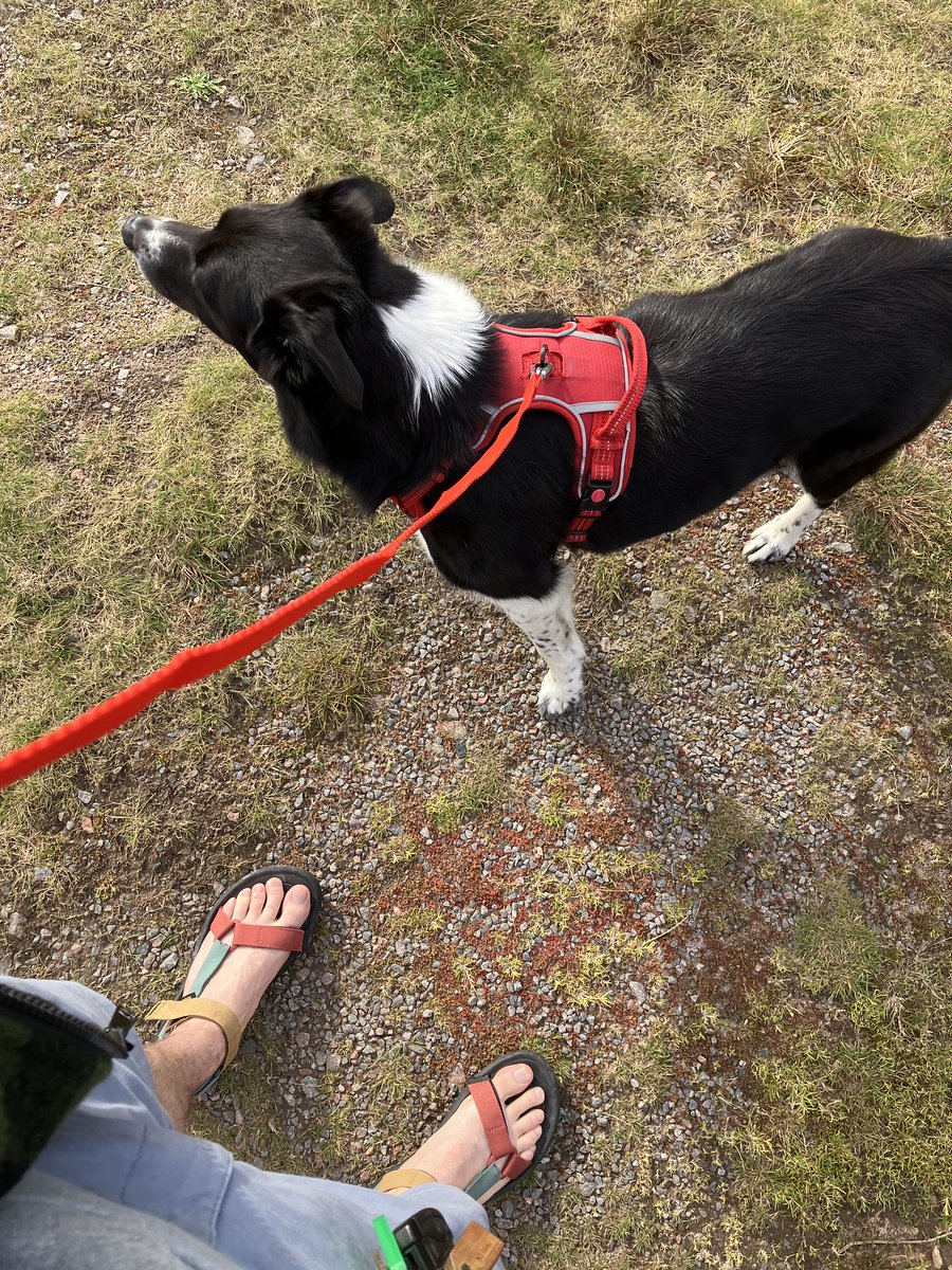 Seems this pic I took of myself &amp; Cuilean stood by a patch of mossy stonecrop (Crassula tillaea) at Opinan back in mid September is only the second Wester Ross record of this species. As per usual, growing in a car park.
