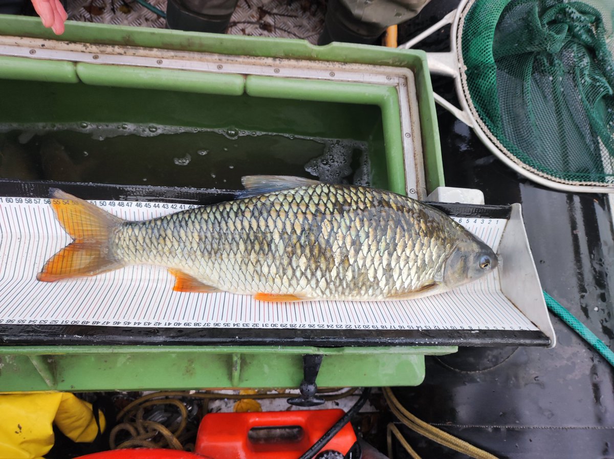 CDL MERI tweet media