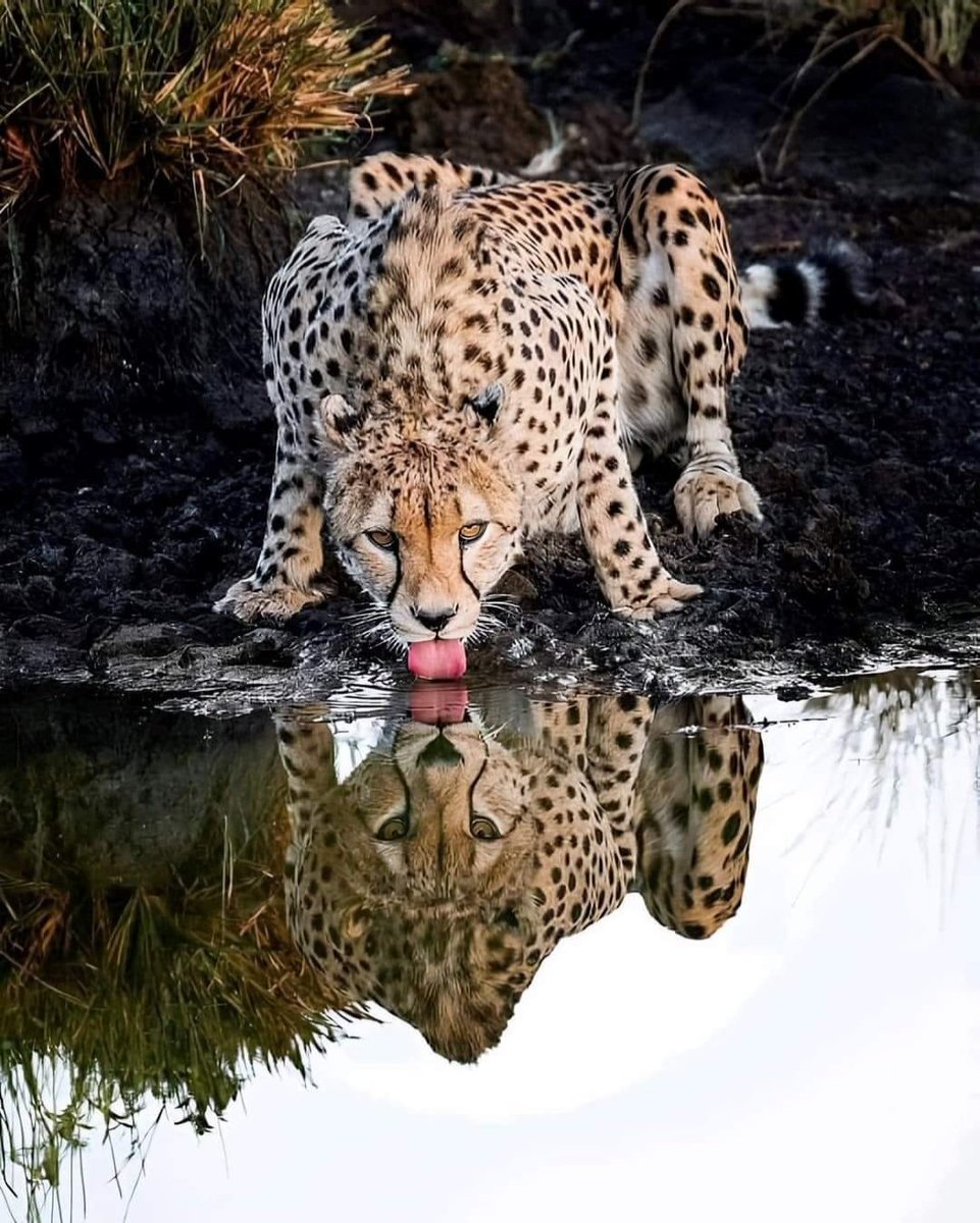 Hoy Día Internacional del Jaguar, una fecha para celebrar su existencia y el importante rol que desempeña para el funcionamiento de ecosistema.
<a href="/cjportillaj/">Constantino Portilla Jaimes</a> <a href="/LunaGitana0333/">Papina</a> <a href="/EugeniaTunja/">Eugenia León-Tunja</a> <a href="/comunicarlos111/">Carlos J Morantes N</a> <a href="/anaelvia8a/">ANA ELVIA 8A</a> <a href="/MJulianaCortesP/">Mónica Juliana Cortés Parra</a> <a href="/Alexandra33P/">🦋Alexandra P. 🦋</a> <a href="/Castell_Cesar/">Castell C</a>