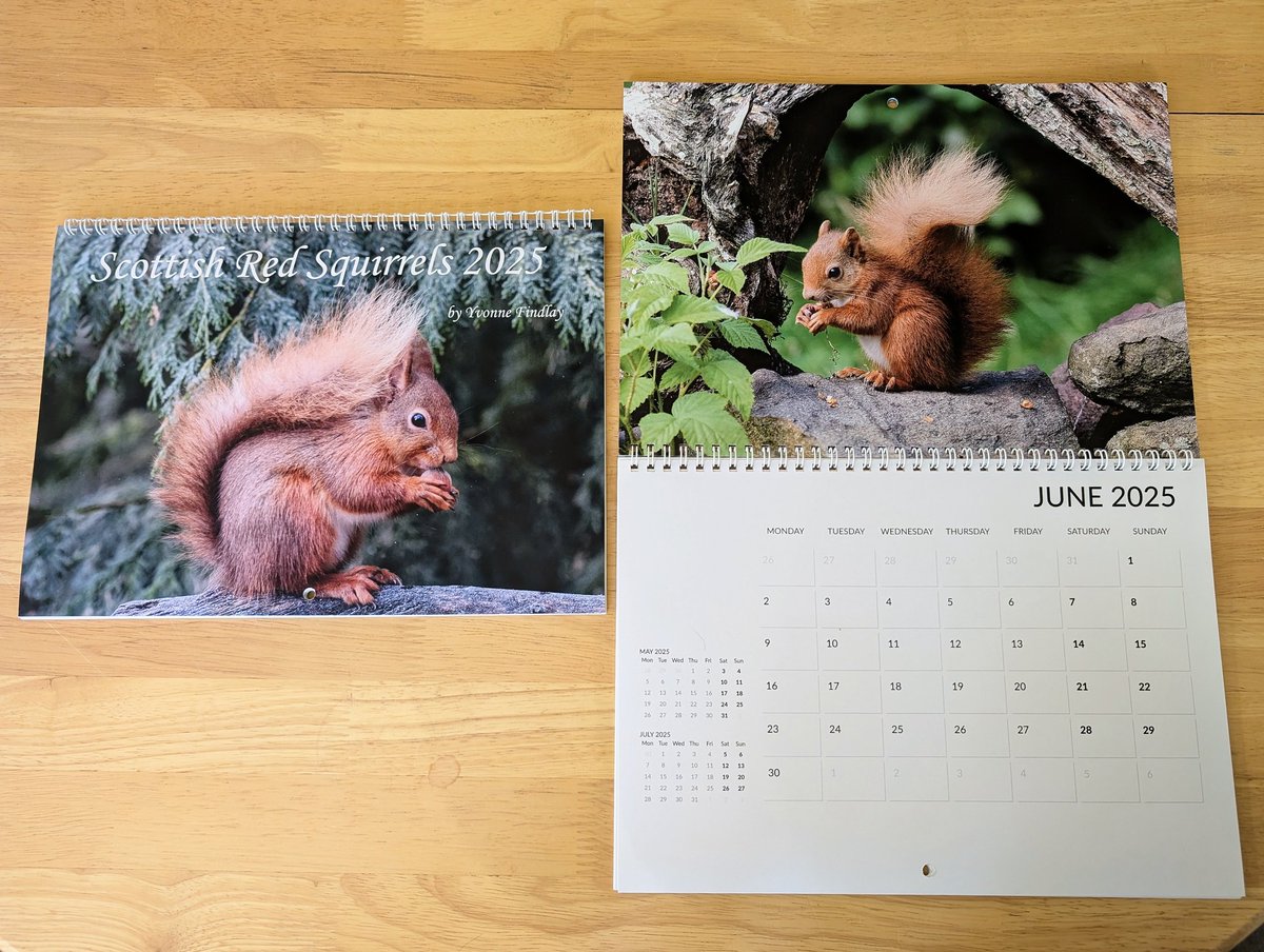 ***SPECIAL OFFER***
I have a limited number of Scottish Red Squirrels calendars left, and am offering them for only £9 each with FREE POSTAGE (UK only) They are A4 opening to A3, as shown. All profits to Kirkcudbright Red Squirrel Group. Message me if interested. Thank you 😊❤️🐿️