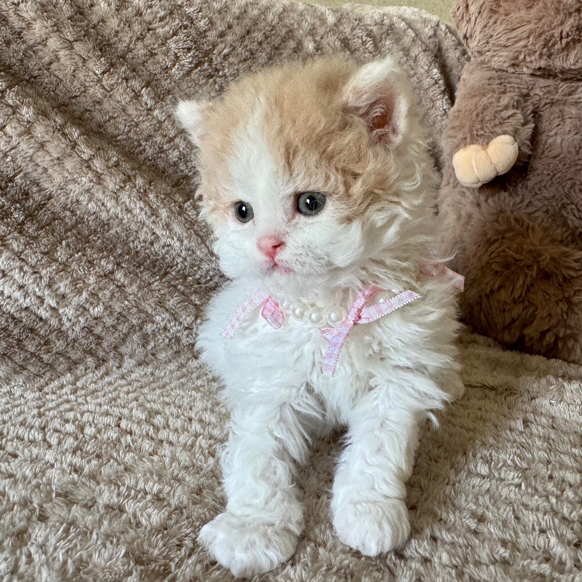 TheCatsX's tweet photo. so curly 🥹 https://t.co/vPi0Fojvhn