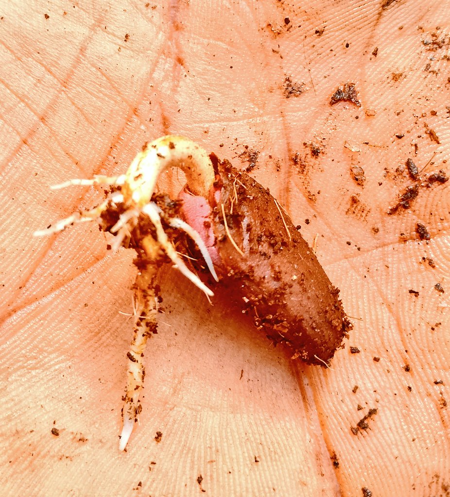 Day 12: Rootlets growing stronger and cotyledons trying to break out. 

#LSBrownCrudeProject