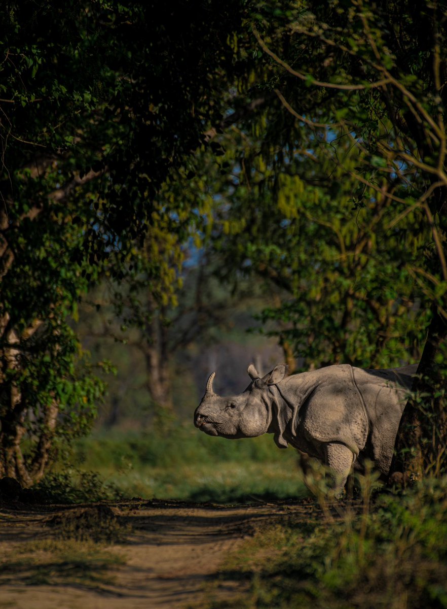 Rhinos have always been synonymous with Kaziranga, how well do you know about Dudhwa Rhinos:
In 1984, after extensive habitat surveys, it was decided to rehabilitate rhinos in Dudhwa since it closely resembled the Kaziranga landscape.(1/8)