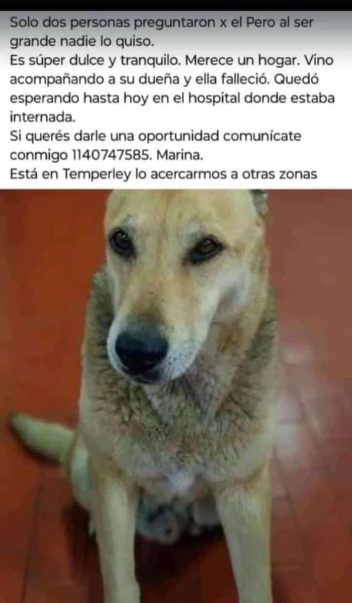 EN ADOPCION <a href="/elcampito/">El Campito Refugio</a> <a href="/adoptame_col/">adoptame_col</a> <a href="/patitas_budgeok/">Patitas_ Budge lomasdezamora</a>