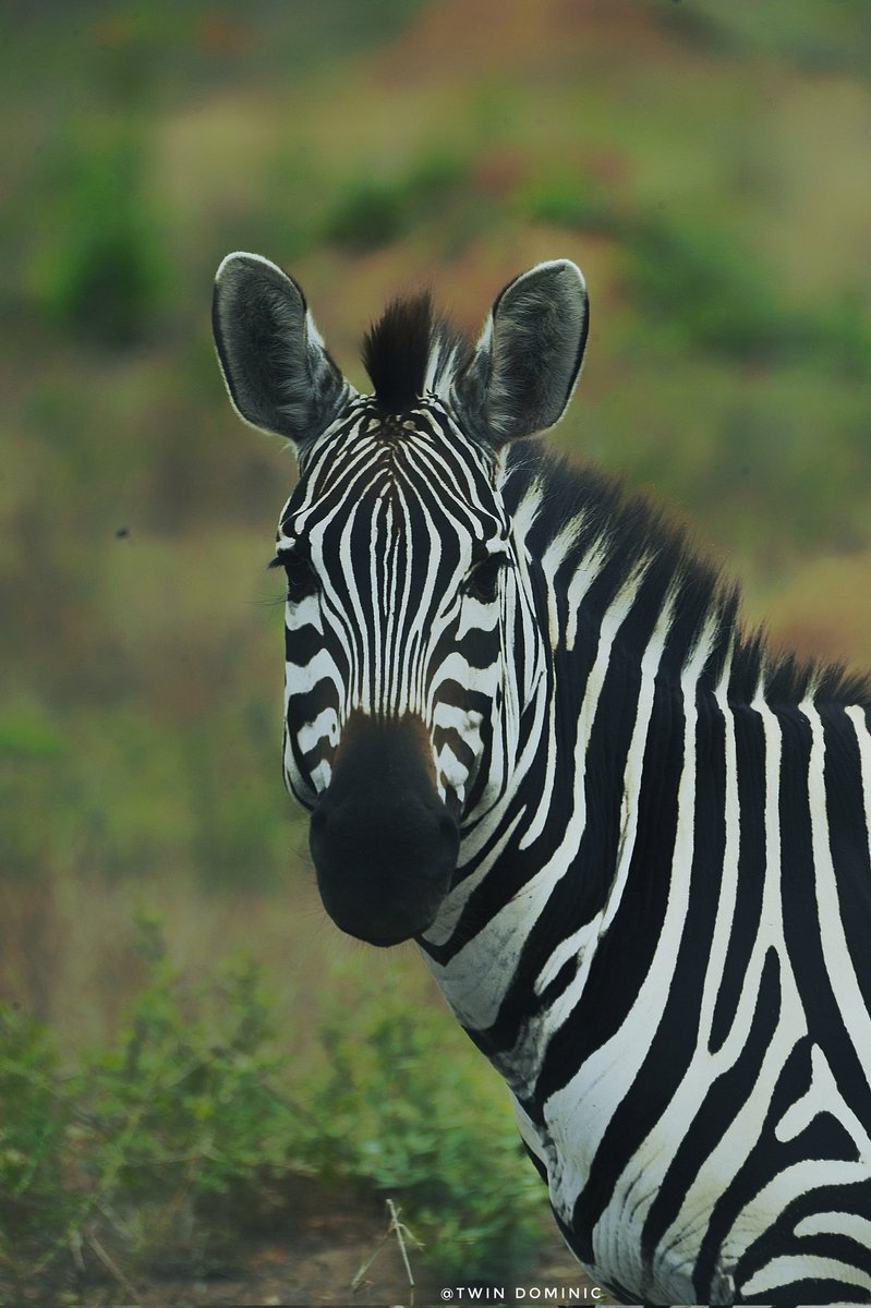 Achom_Monalisa's tweet photo. Uganda: Where the wild things are. π¦ππ¦ Book your safari today! #SeeUganda #wildlifephotography #ExploreUganda #VisitUganda #tourist #Africa #EastAfrica
πΈ : @TwinDominic_ https://t.co/YmUYiHwWo3