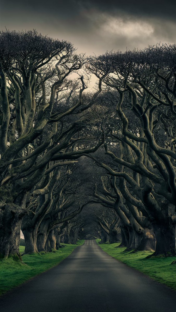 OmeeyoTravel's tweet image. Dark Hedges, Ireland🇮🇪

🌳🌫️   Wander through the enchanting Dark Hedges in Ireland! A mystical avenue   perfect for unforgettable photos. 🇮🇪📸

#DarkHedges   #IrelandTravel #FairytaleForest

Explore More: omeeyo.com/country/Irelan…
