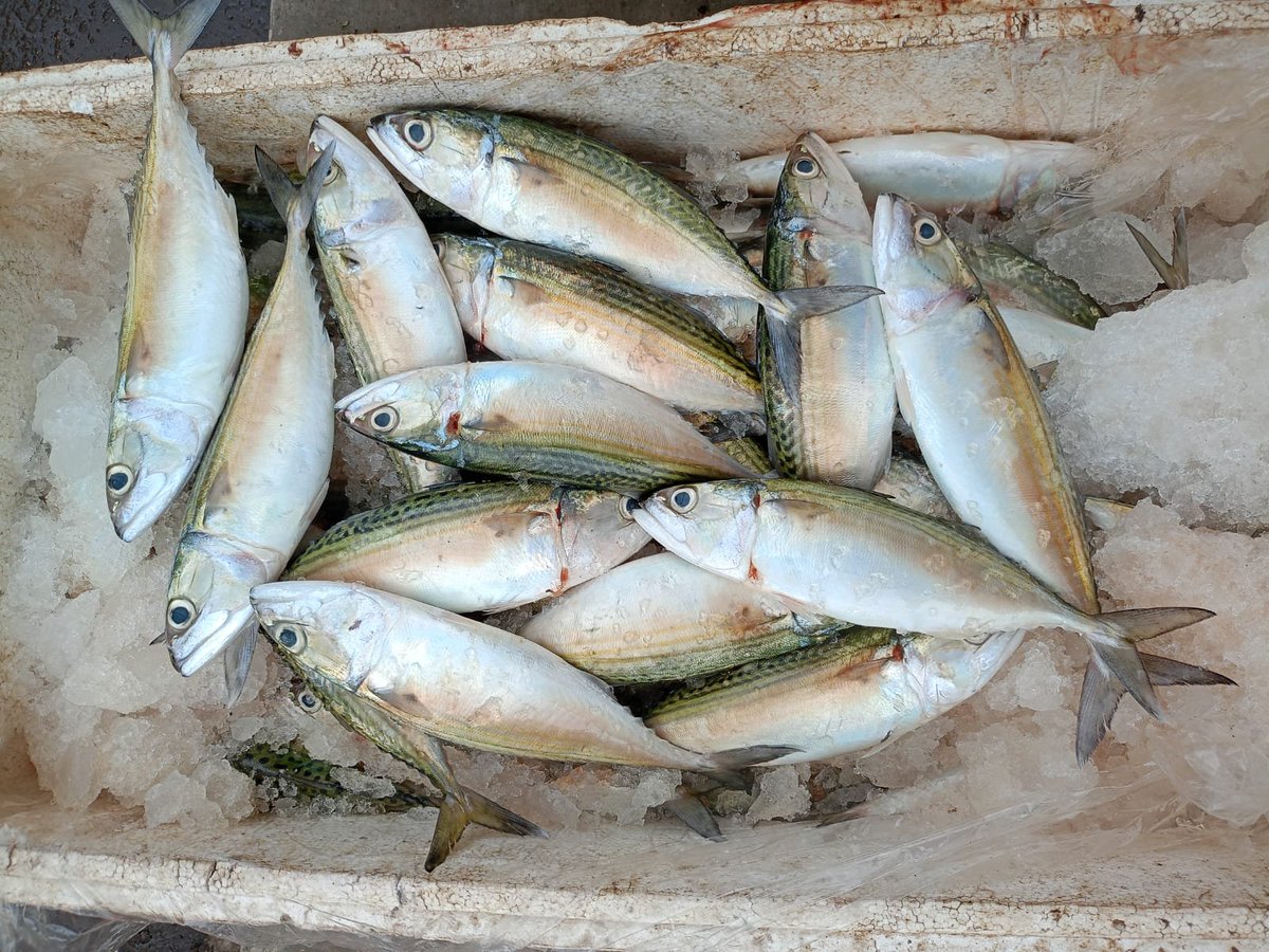 RuslanWulang's tweet photo. Jumat (29/11),  Ruslan Umar Wulang, S.Pi Luhkan Kab. Sumba Tengah di KUB Sinar Pagi Desa Ngadu Mbolu melaporkan produksi tangkapan ikan Ali Ibrahim ikan kembung 60 Kg, harga Rp. 35.000/Kg alat tangkap pukat lingkar.
#GiatLuhkanSatminkalGONDOL 
#Luhlapor
#SumbaTeng
#Tangkap https://t.co/OlCFru8Rjx