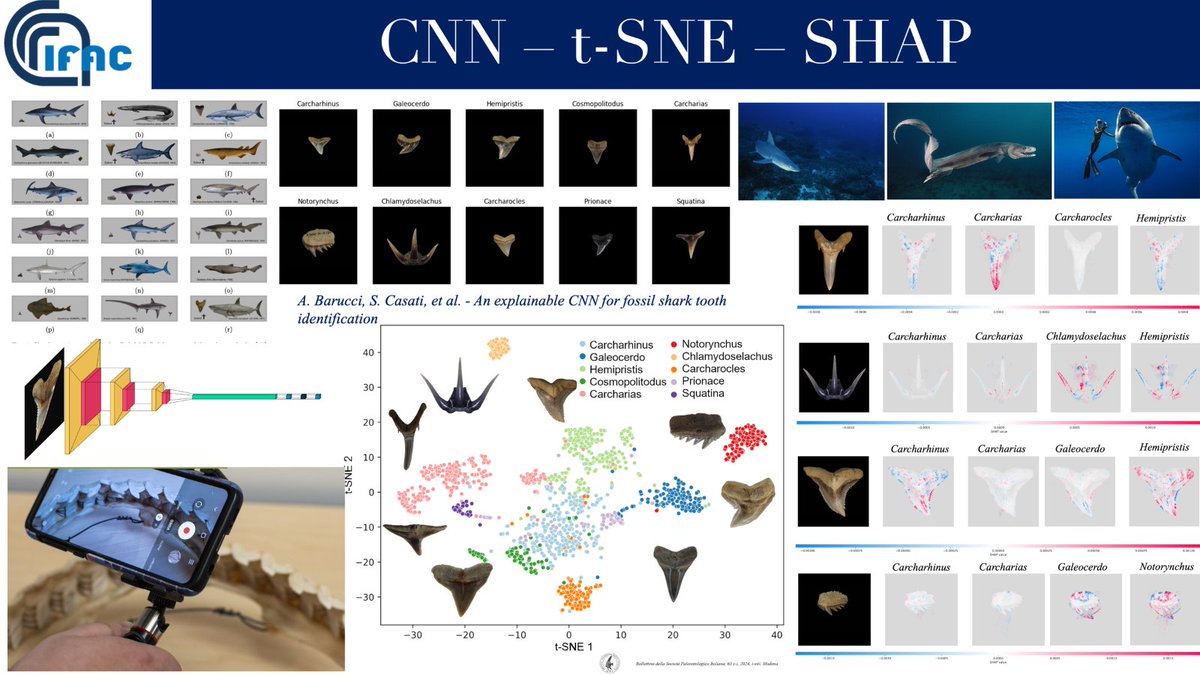 CNR Consiglio Nazionale delle Ricerche (@cnrsocial_) on Twitter photo L'#IntelligenzaArtificiale fa nuova luce sui denti di squalo trovati nella campagna toscana, fossili del Pliocene. Ha permesso di procedere a una più precisa classificazione dei reperti e al confronto con le specie attuali
Lo studio di <a href="/CNR_IFAC/">CNR-IFAC</a>
cnr.it/it/comunicato-…
<a href="/MC_Carro/">MariaChiara Carrozza</a> L'#IntelligenzaArtificiale fa nuova luce sui denti di squalo trovati nella campagna toscana, fossili del Pliocene. Ha permesso di procedere a una più precisa classificazione dei reperti e al confronto con le specie attuali
Lo studio di <a href="/CNR_IFAC/">CNR-IFAC</a>
cnr.it/it/comunicato-…
<a href="/MC_Carro/">MariaChiara Carrozza</a>