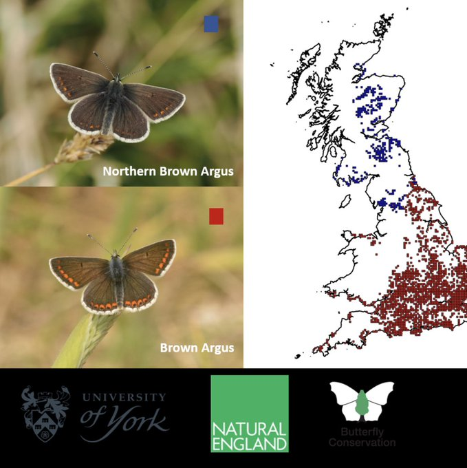 Butterfly Conservation Yorkshire (@bc_yorkshire) on Twitter photo PhD Opportunity at York Uni  if you have ecology/molecular biology background 'Genetic consequences of climate change-induced range shifts in Aricia butterflies'.  When climate change causes hybridisation between north'n and south'n species what happens?
findaphd.com/phds/project/a… PhD Opportunity at York Uni  if you have ecology/molecular biology background 'Genetic consequences of climate change-induced range shifts in Aricia butterflies'.  When climate change causes hybridisation between north'n and south'n species what happens?
findaphd.com/phds/project/a…