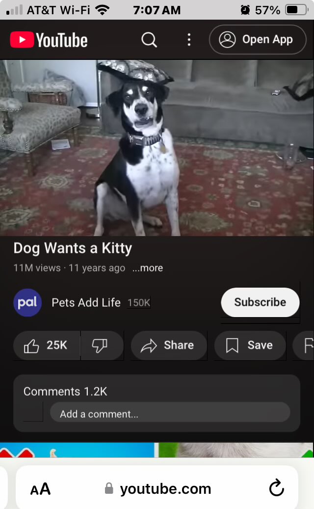jorjan38's tweet image. Good morning 
The voice over 🤣🤣 
Pets need pets
Dogs are awesome 
#PetsAddLife 
If you don’t laugh you don’t know comic genius when you see it 

youtu.be/NBbHRaNNBuY