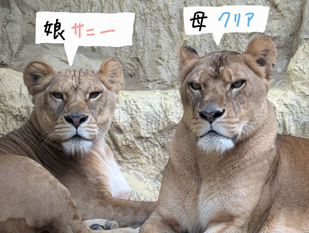 しげぞうライオン 選べるおっきなライオン - TONKACHI,LTD.／株式会社トンカチ