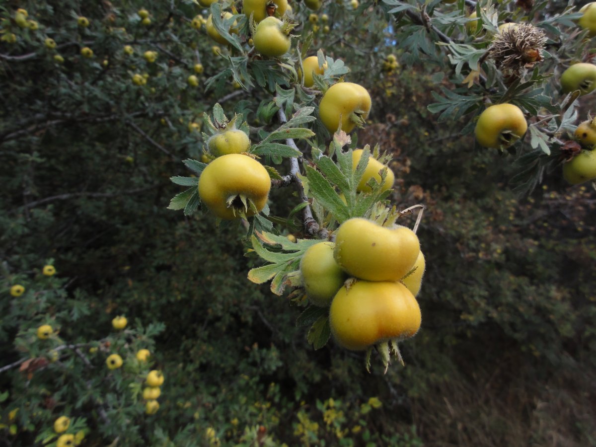 Doğu alıcı (#Crataegusorientalis)Genelde orman içi açıklıklarda veya tahribatla geri çekilen eski ormanlık alanlarda doğal olarak yetişen Ankara'nın doğal meyveli ağaççıklarındandır. Yenildiği gibi meyve, çiçek ve yaprakları halk tıbbında kullanılmaktadır. Çubuk/Ankara