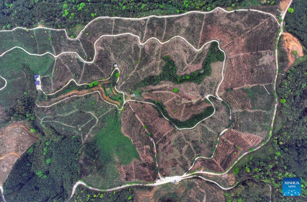 VikingsMan1993's tweet photo. 🌱 Discover Wuzhou, the heart of Liubao tea making! With over 400,050 mu of tea plantations and a rich 1,500-year history, it produces tea worth over 20 billion yuan. 🍵 #LiubaoTea #Wuzhou #TeaHeritage (Via:Xinhua/Huang Xiaobang) https://t.co/Um6CJuVS2F