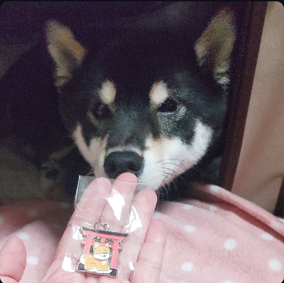 kuroshibamame's tweet image. 母ちゃんが会社の人にお土産でもらってきたなのよ。
すっごく可愛い柴ちゃんなのよ。
母ちゃんにあげようと思ってガチャガチャをやってくれて、その気持ちもとっても嬉しかったなのよ。

#ガチャガチャ #capsuletoy
#柴犬が好きすぎるで使っていいよ 
#黒柴 #柴犬