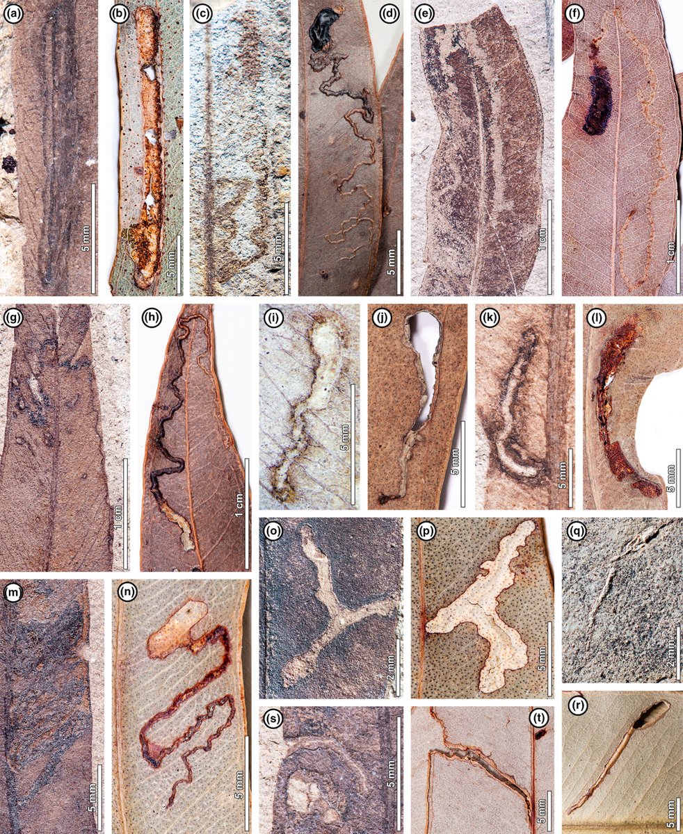 New Phytologist (@newphyt) on Twitter photo Fossil insect-feeding traces indicate unrecognized evolutionary history and biodiversity on Australia's iconic Eucalyptus
Giraldo et al. <a href="/Plantlejandro/">L. Alejandro Giraldo</a>
📖 nph.onlinelibrary.wiley.com/doi/10.1111/np… Fossil insect-feeding traces indicate unrecognized evolutionary history and biodiversity on Australia's iconic Eucalyptus
Giraldo et al. <a href="/Plantlejandro/">L. Alejandro Giraldo</a>
📖 nph.onlinelibrary.wiley.com/doi/10.1111/np…