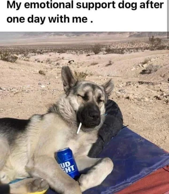 WholesomeMemes (@wholesomememe) on Twitter photo 