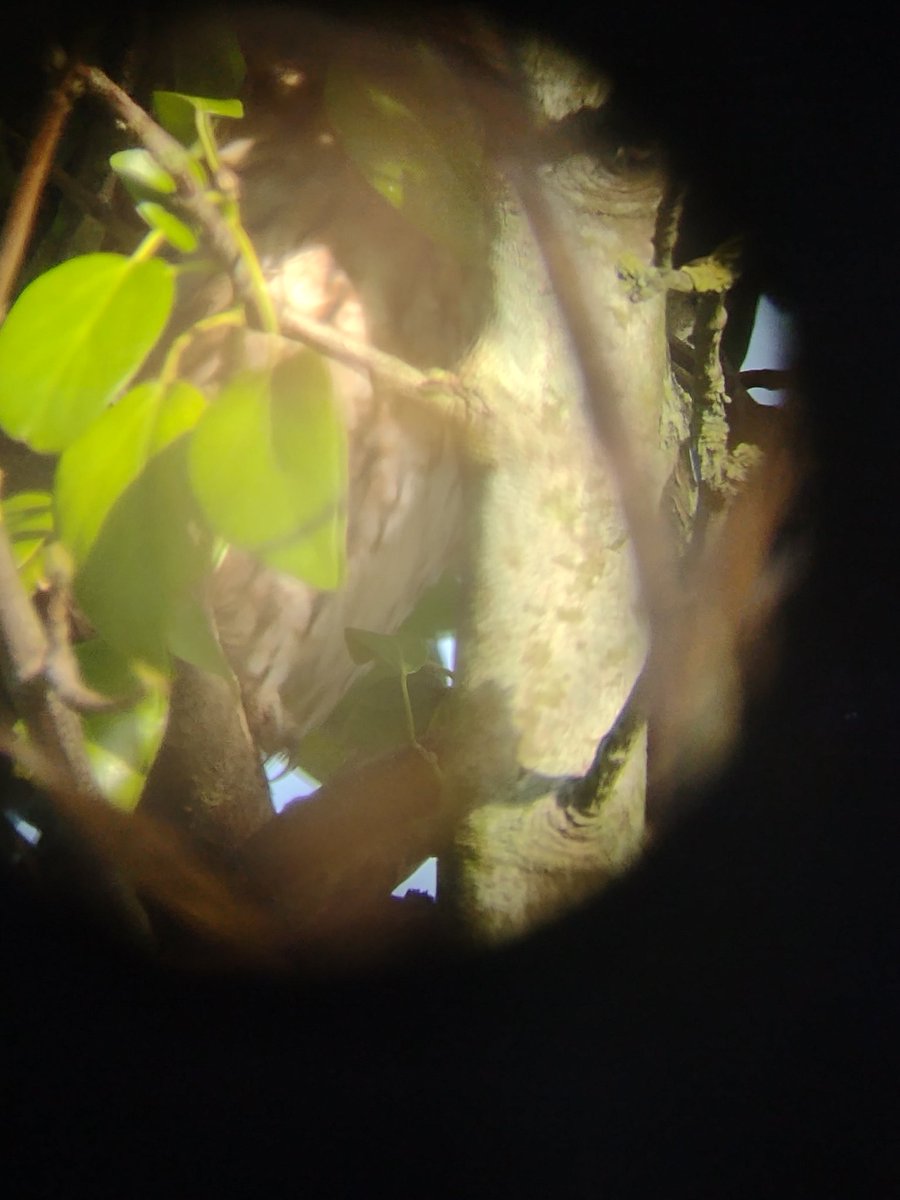 BirderChris's tweet photo. Off to @RSPBTitchwell today. Dipped on Hume's, dipped on Firecrest. But did find the tawny owl, and a bacon and cheese toastie! https://t.co/aW6ot2apUr