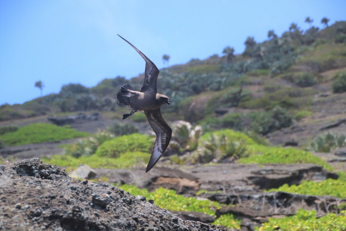 An exciting PhD opportunity to investigate the migration strategies of a fascinating tropical #seabird with a unique long-term geolocator dataset and great supervisory team! 🤩

findaphd.com/phds/project/c… 🔗

#ornithology #seabirds #RoundIslandPetrels