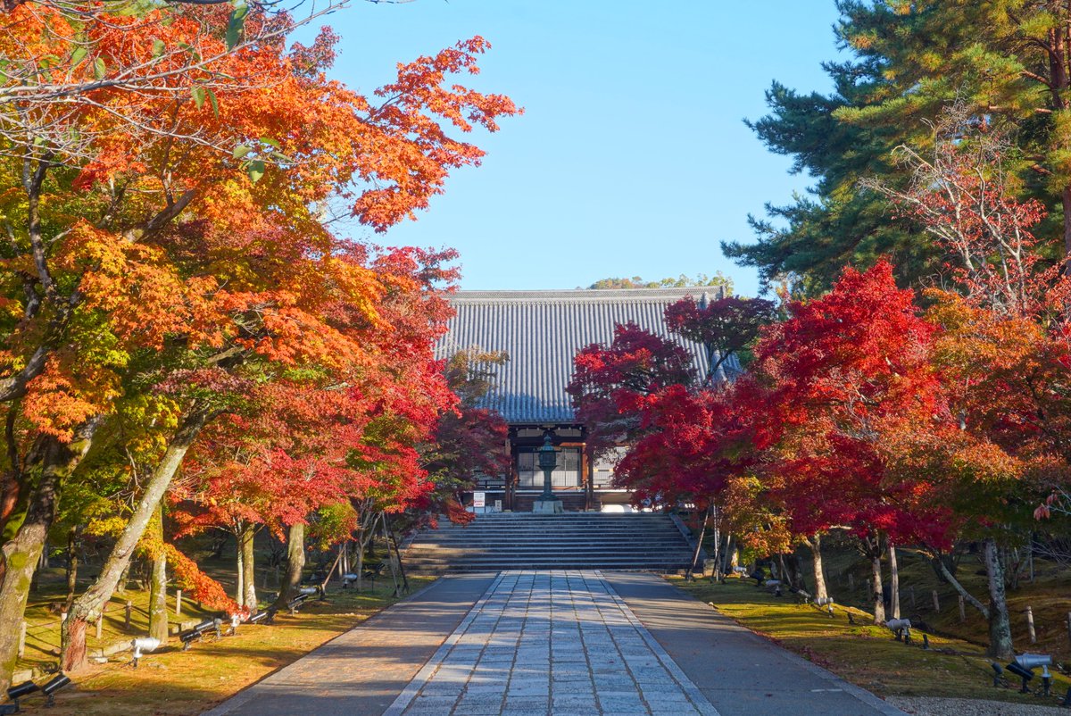 mt_pompon_ppy's tweet photo. 2024.11.29 
①仁和寺
②真如堂
③清水寺
④東福寺
京都市内の紅葉名所ようやく見頃になりました。
たぶん今週末ピークです。
色付きは当初微妙な感じでしたが、
まぁぼちぼちいい感じになってます。 https://t.co/Z3SLkHcarF