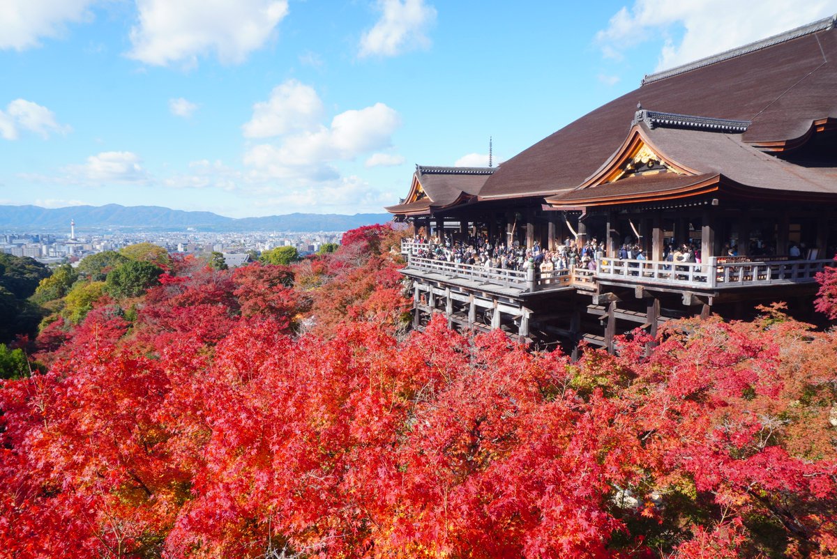 mt_pompon_ppy's tweet photo. 2024.11.29 
①仁和寺
②真如堂
③清水寺
④東福寺
京都市内の紅葉名所ようやく見頃になりました。
たぶん今週末ピークです。
色付きは当初微妙な感じでしたが、
まぁぼちぼちいい感じになってます。 https://t.co/Z3SLkHcarF
