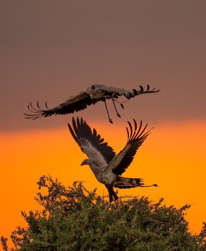 kenyapics's tweet photo. Silent watcher of the skies

Maasai mara 🇰🇪 ❤️ 

Photo credit @SudhirShivaram https://t.co/b1hfbZsZKq