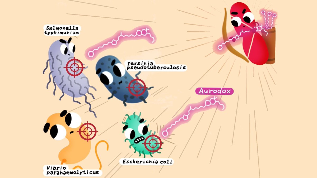 🆕 | New research led by <a href="/UofGSii/">UofG Sii</a>'s Professor <a href="/DocAndy_J_Roe/">Prof Andrew J Roe</a> and Dr David Mark has shown that aurodox could be used to treat a wide range of antibiotic-resistant infections.

🧵 1/5