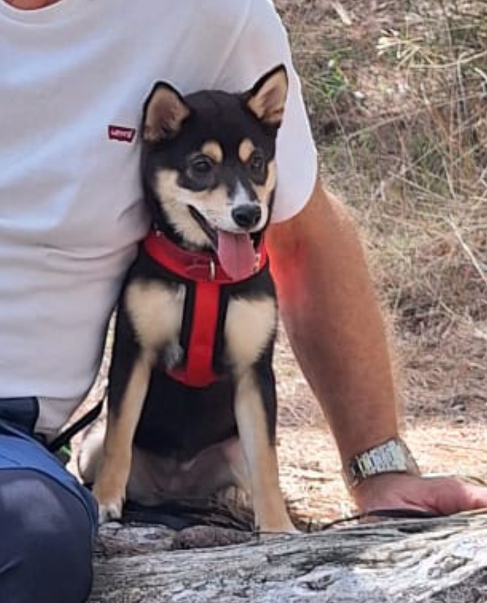 Con mí Shiba, de 4 meses en un momento de descanso después de la excursión