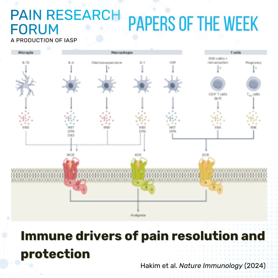 Pain Research Forum (@painresforum) on Twitter photo Featured as an #EditorsPick, at a look at this #PapersoftheWeek find from <a href="/sarainthelab/">Sara Hakim</a> and <a href="/NatImmunol/">Nature Immunology</a> reviewing the various immune drivers, like cytokines and endogenous opioids, impacting pain resolution and protection bit.ly/4fXmITP Featured as an #EditorsPick, at a look at this #PapersoftheWeek find from <a href="/sarainthelab/">Sara Hakim</a> and <a href="/NatImmunol/">Nature Immunology</a> reviewing the various immune drivers, like cytokines and endogenous opioids, impacting pain resolution and protection bit.ly/4fXmITP
