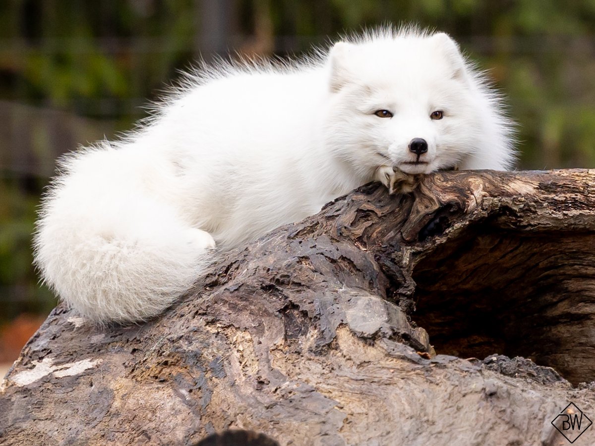 potterparkzoo's tweet image. Today, we invite you to #OptOutside and embrace the beauty of nature!

The zoo is the perfect spot to spend quality time with loved ones, meet incredible animals, and enjoy the great outdoors. Stroll our scenic pathways, breathe in the fresh air, and make memories to treasure.