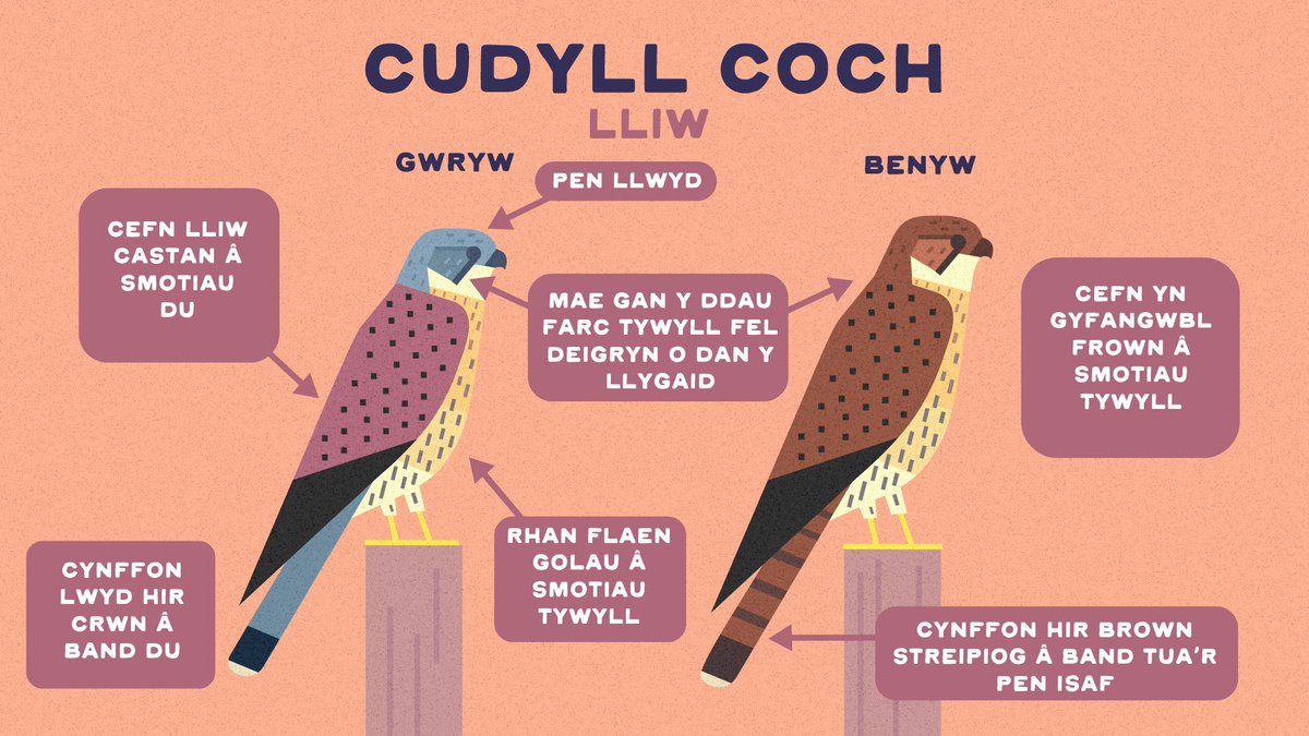 Available in both English and Welsh, <a href="/WilboRose/">Will Rose</a> has just released the latest video in his excellent What Bird is That? series: this time demonstrating how to spot the difference between Buzzards, Red Kites, Kestrels and Sparrowhawks caughtbytheriver.net/2024/11/what-b…