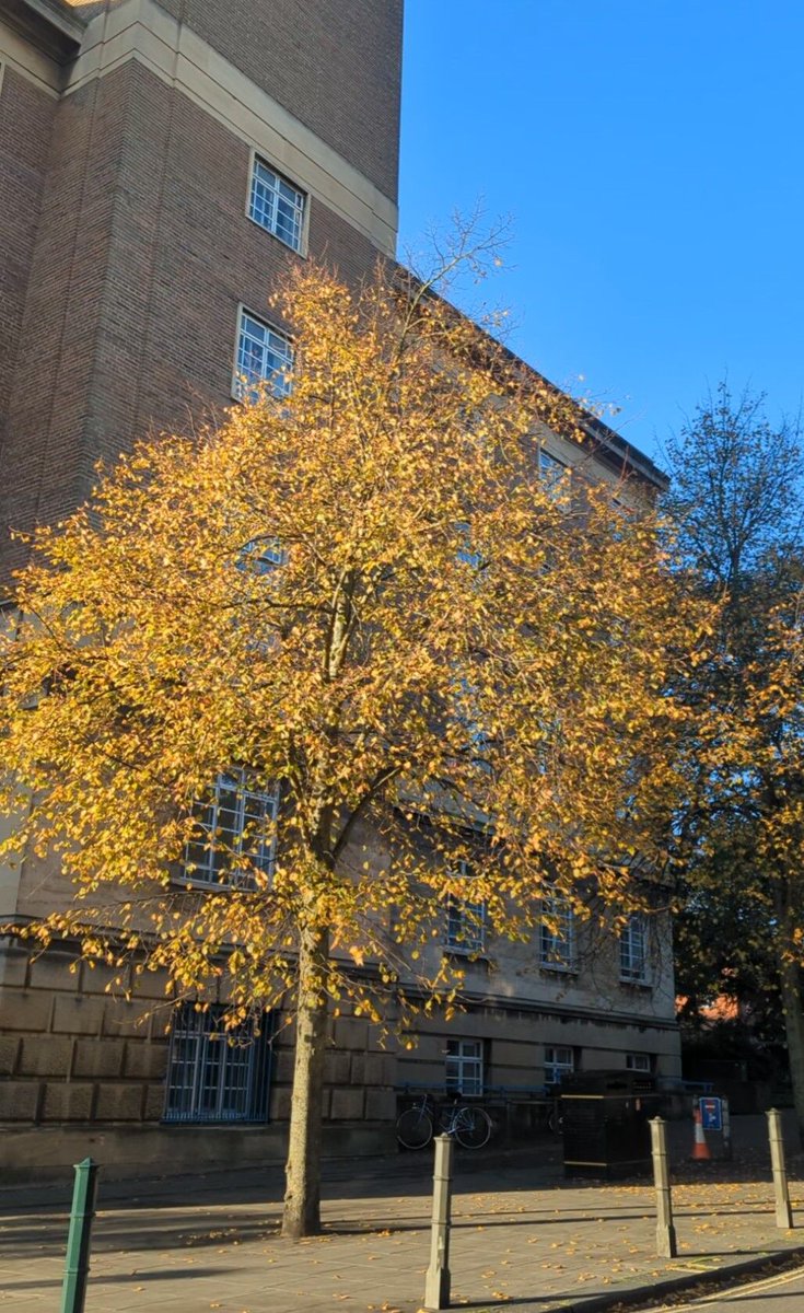 🌳✨ This National Tree Week, we’re celebrating a brighter, more sustainable future for Norwich! 

In 2023-2024, Norwich City Council and our contractors planted more than 1,500 trees, including 1,200 in a new Miyawaki forest at Heartsease and Bowthorpe Southern Park. A huge