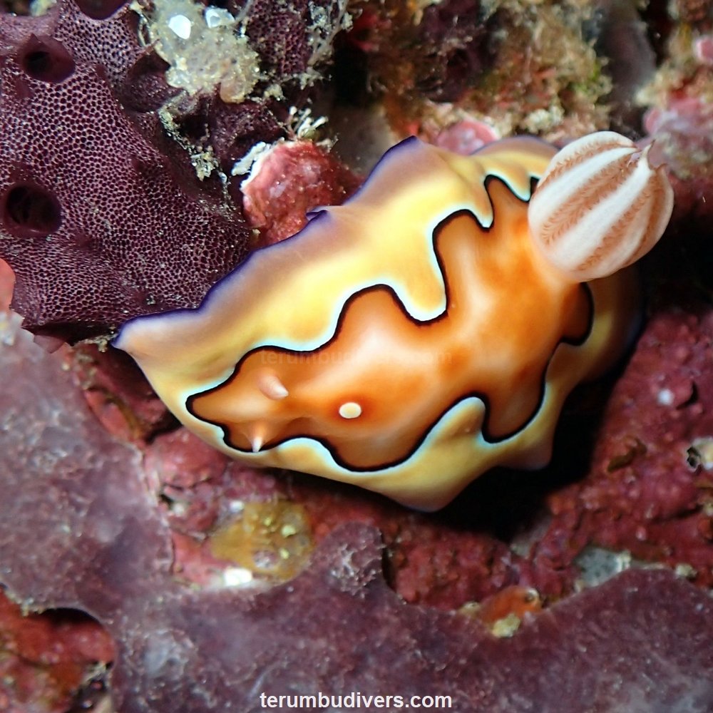 holocanthe's tweet photo. Cute nudibranch in Lombok - Gili - Indonesia
#gili #giliislands #lombok #diving #scuba #giliair #gilimeno #pets #ocean #sealife #marinelife #diver #padi #nudivember #nudibranch #seaslug https://t.co/bIOgrfwqzM