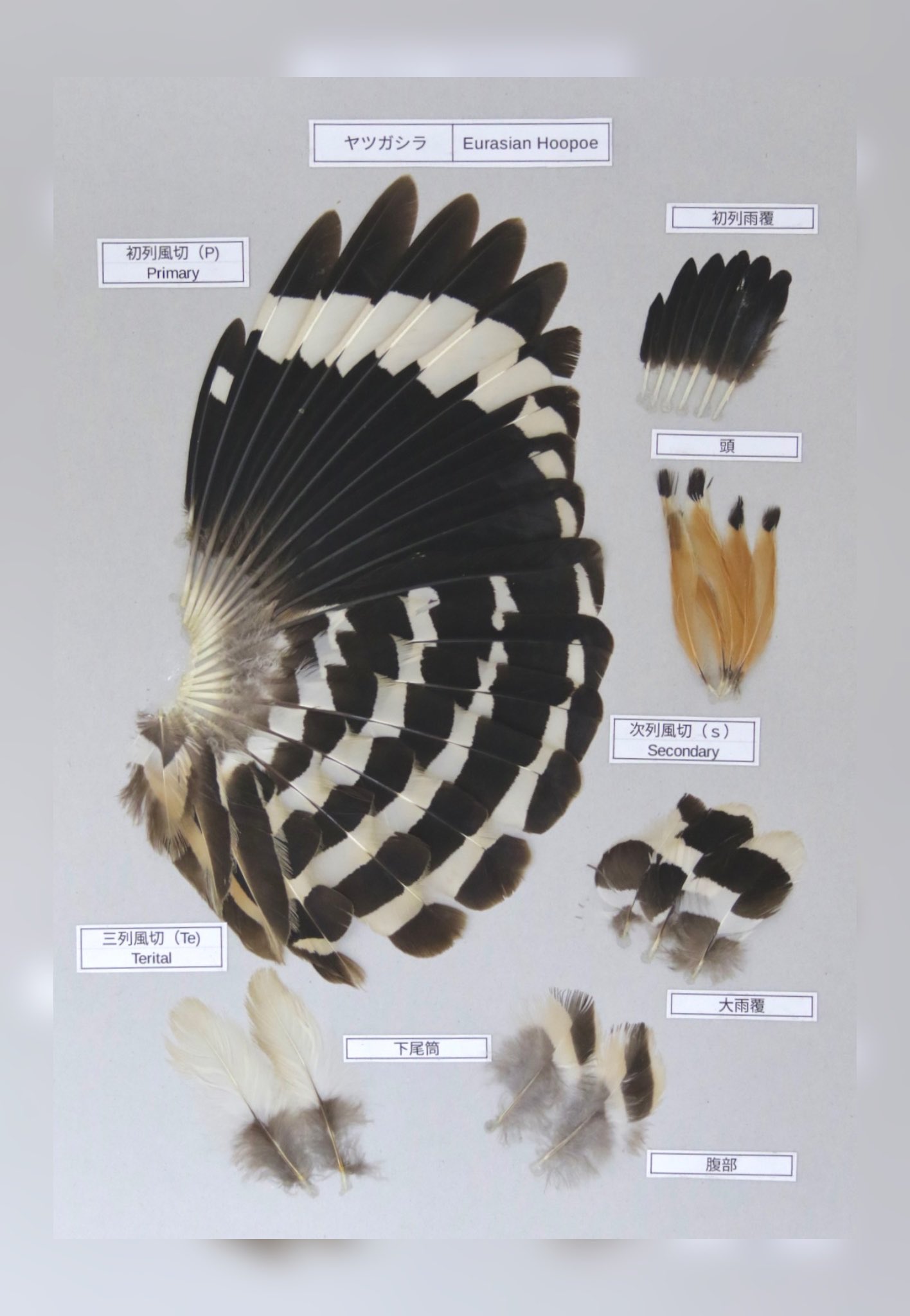 feather specimen (@Iy4SfxjToE29684) / X feather specimen (@Iy4SfxjToE29684) / X