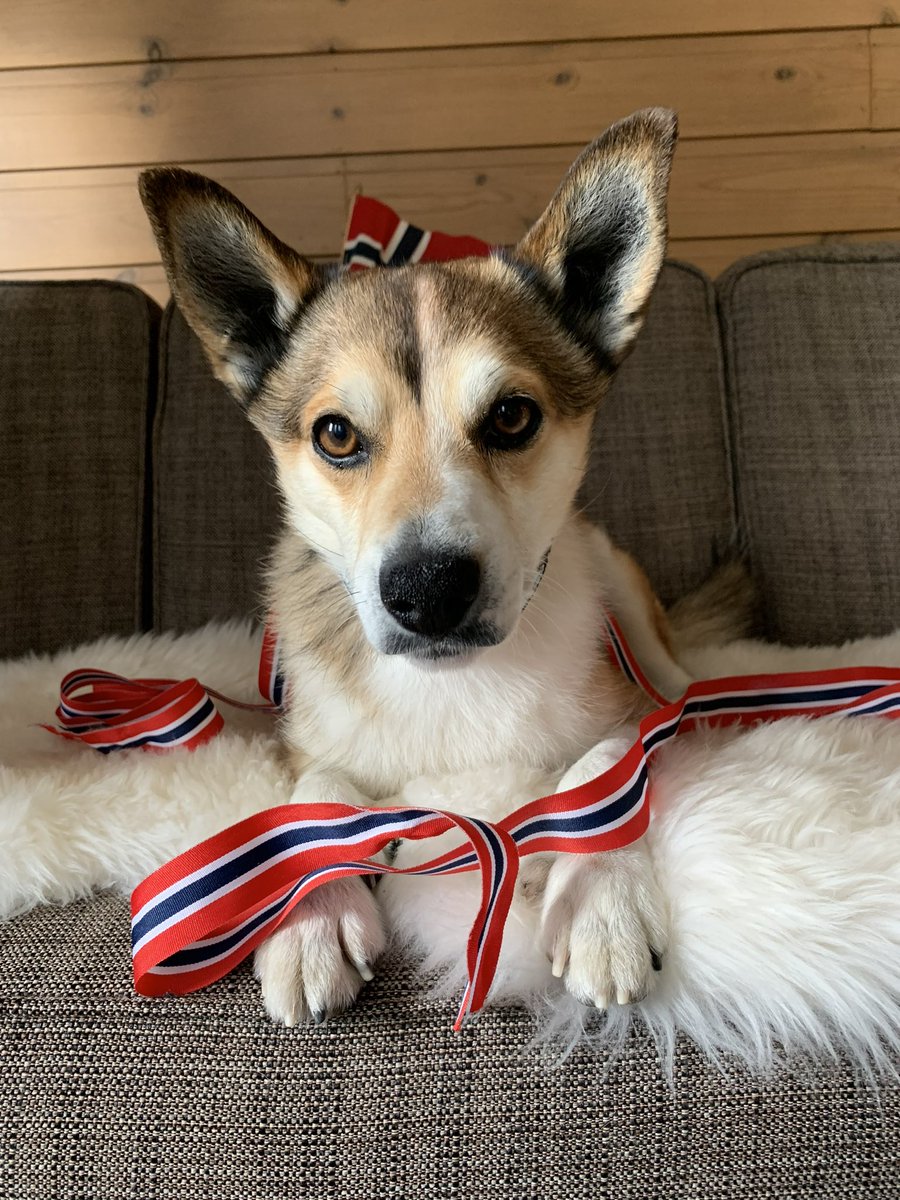 Crazy_Fur_Mama's tweet photo. @buitengebieden My beautiful Norwegian Lundehund 🇳🇴 https://t.co/wzitafACVF