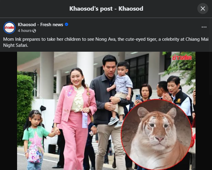 Good news for AVA 
Ink Paetongtarn Shinawatra Prime minister of Thailand prepare to take her children to see Nong AVA the cute-eyed tiger, a celebrity at Chiang Mai Night Safari.

Our AVA will more popular now!!!
#AVA #AVATIGER